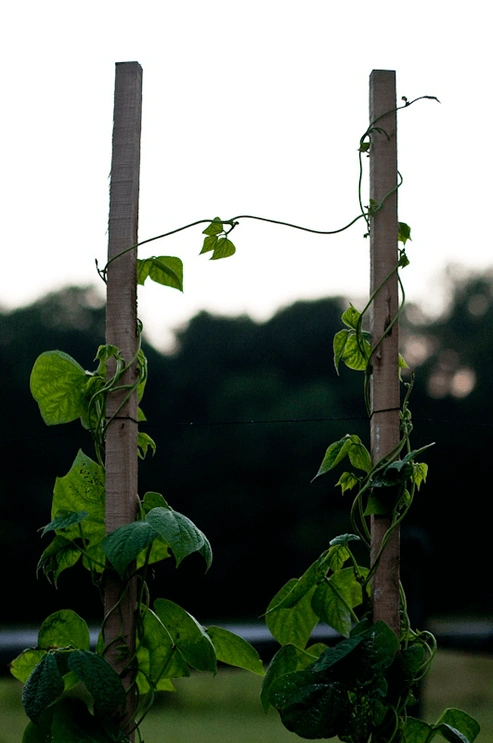 In this photo, entitled Reaching Out, two bean plants are climbing adjacent poles, and they have each reached out a tendril to bridge the gap.