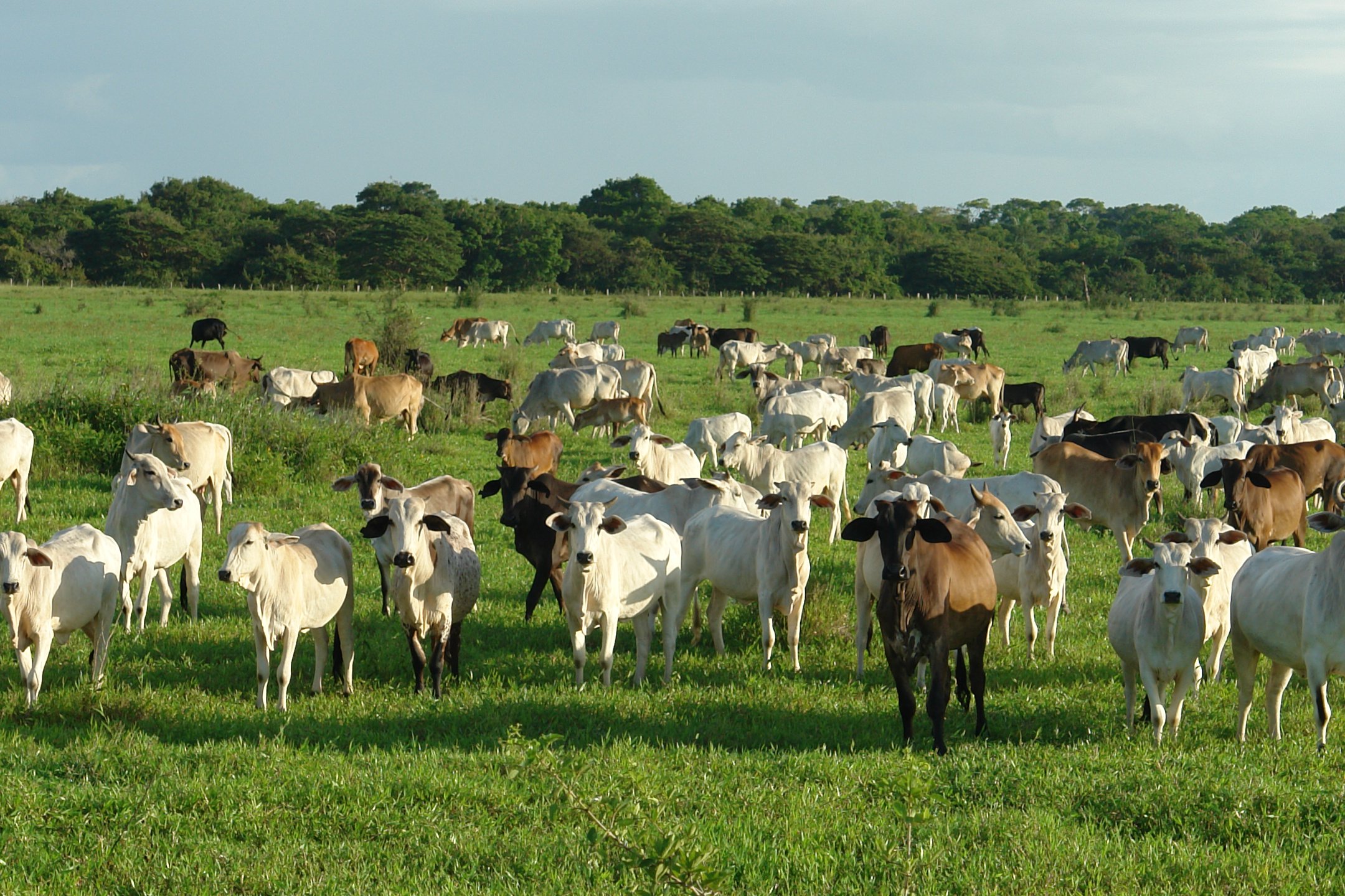 Cattle in a pasture.