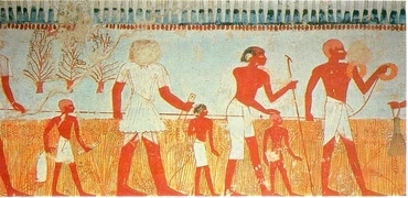 Measuring and recording the harvest is shown in a wall painting in the Tomb of Menena, at Thebes (18th dynasty).