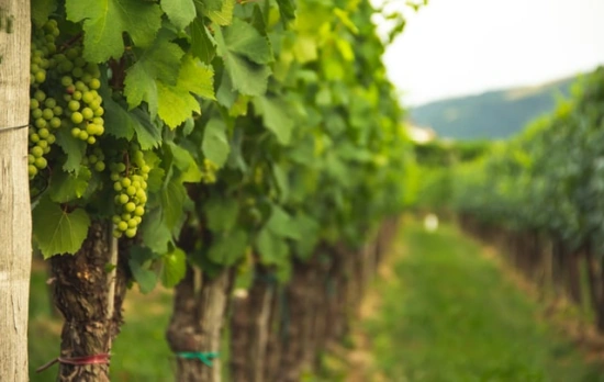 grapes, vineyard