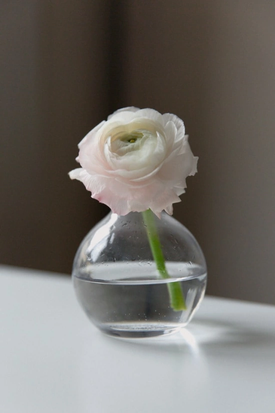 white single rose in clear vase of water