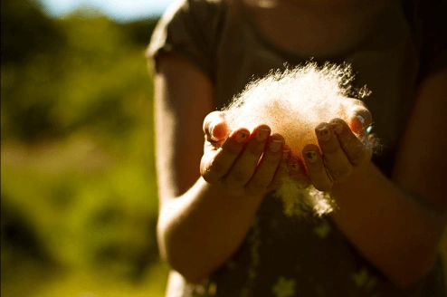 A child holds a pile of sunshine-drenched milkweed seeds in her hands.