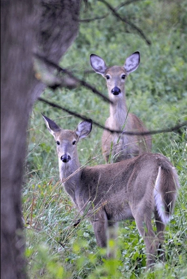Two whitetail deer, photo by Joy Feerrar